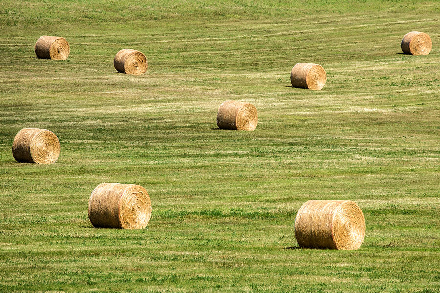Field of Large Round Bales of Hay Photograph by Todd Klassy