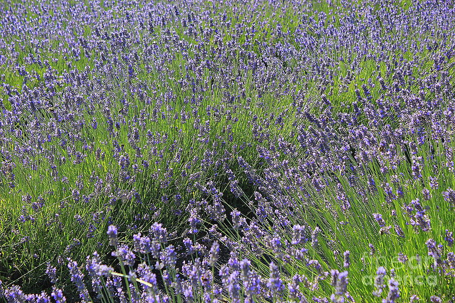 Field of Lavender Blue Photograph by Dora Sofia Caputo