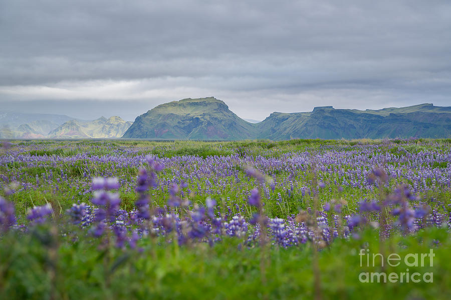 Field Of Lavender Photograph