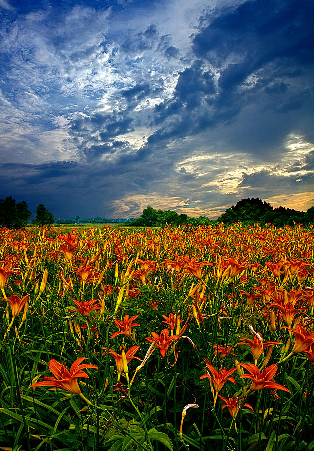 Landscape Photograph - Field of Lilies by Phil Koch