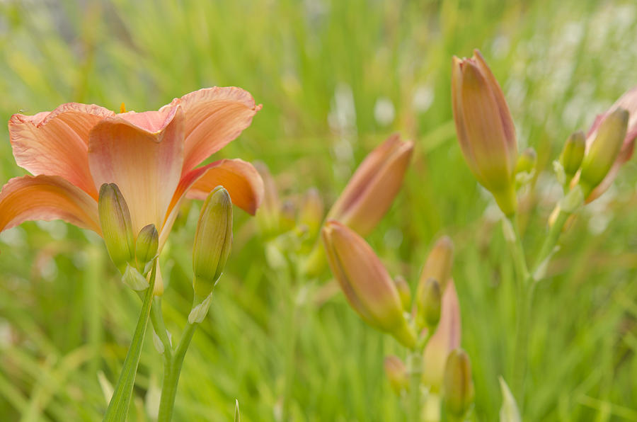 Field of Lillies Photograph by Kathy Paynter