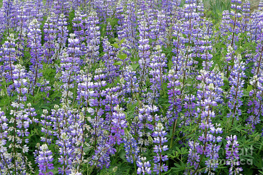 Field of Lupine Flowers Photograph by John  Mitchell