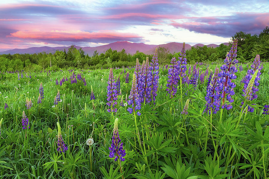 Field of Lupine Photograph by Robert Clifford