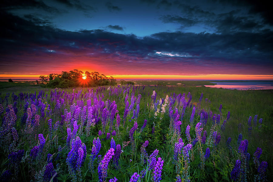 Field Of Lupines At Sunrise Photograph by Darius Aniunas