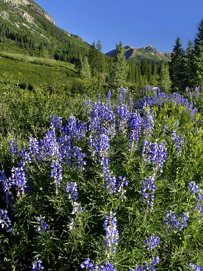 Field of Lupines on a Mountain Slope Photograph by C VandenBerg