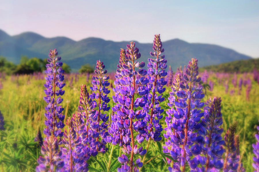 Field Of Lupines - Sugar Hill, New Hmpshire Photograph by Joann Vitali