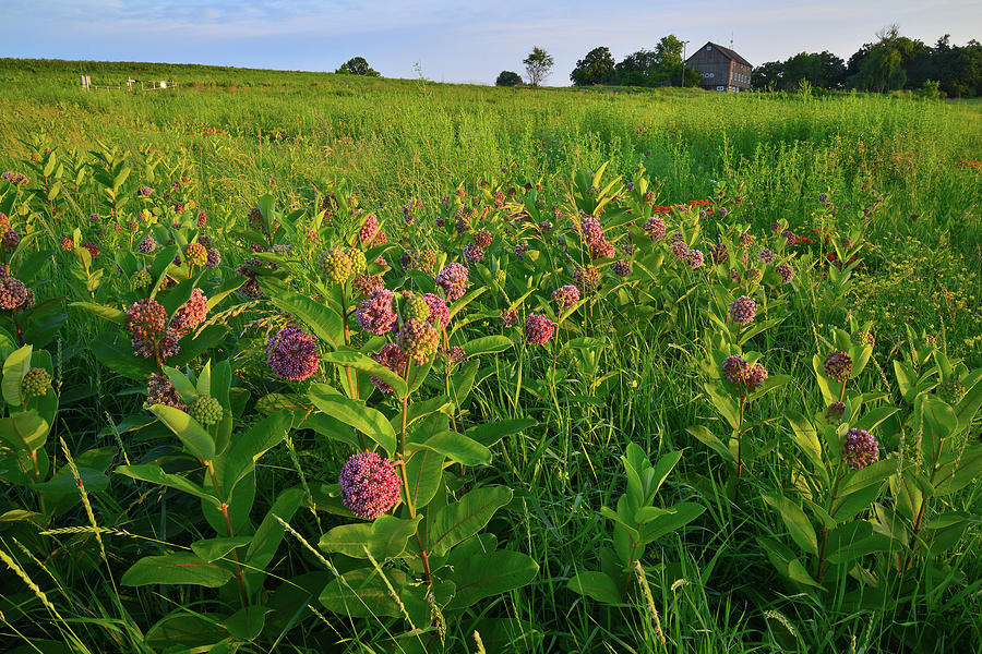 Field of Milkweed at Sunrise in Glacial Park Photograph by Ray Mathis
