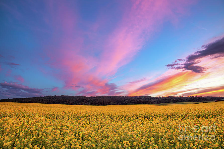 Field of Mustard Seed Photograph by Bret Barton