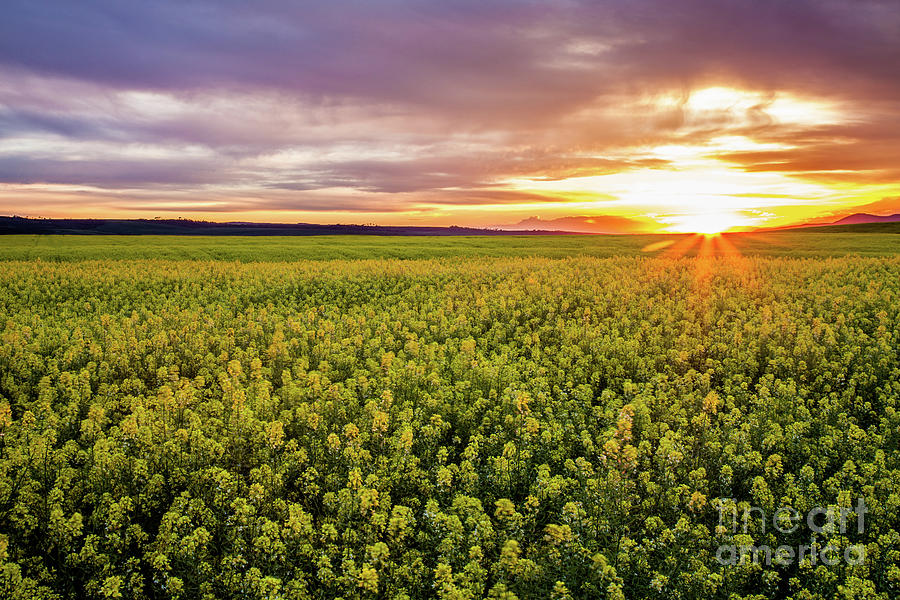 Field of Mustard Summer Sunset Photograph by Bret Barton
