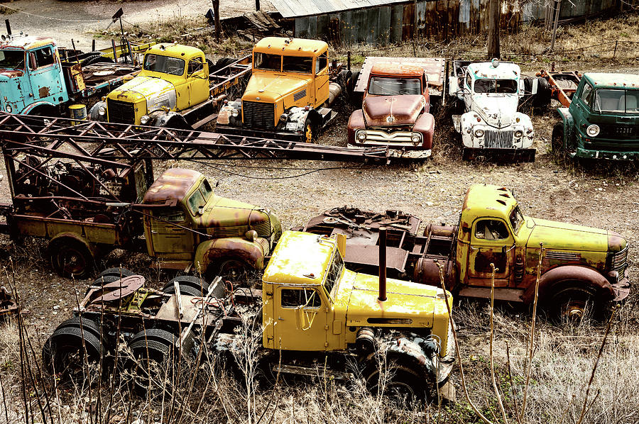 Field of Old Trucks Photograph by M G Whittingham
