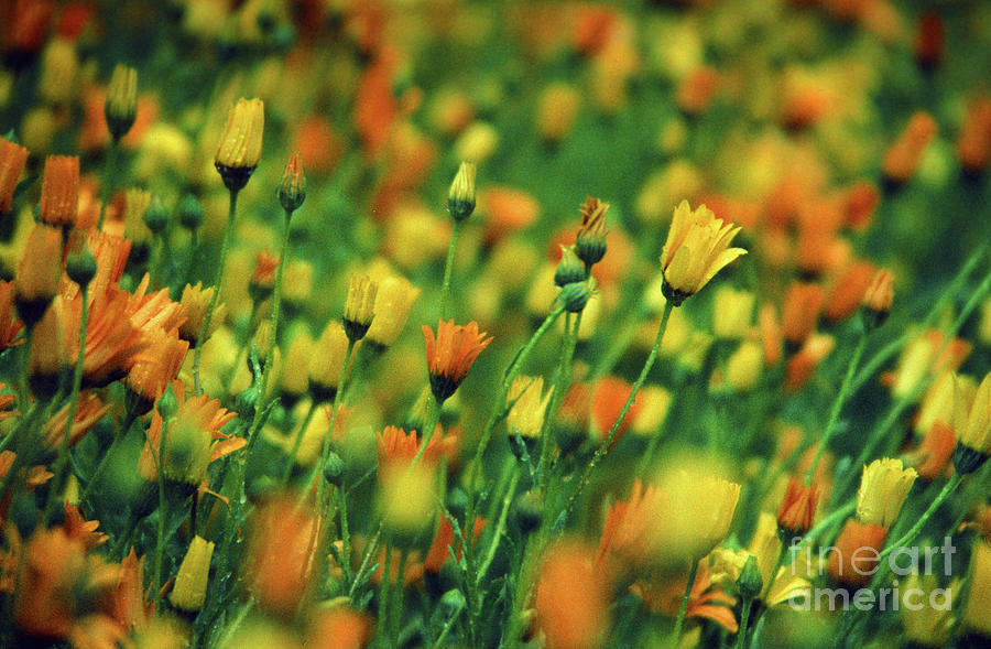 Field of Orange and Yellow Daisies Photograph by Rick Bures