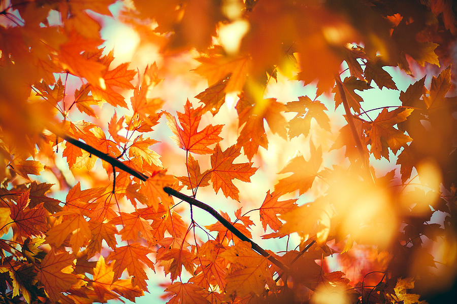 Field of Orange Photograph by Todd Klassy