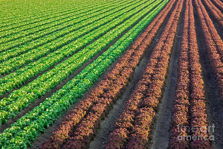 Field Of Organic Lettuce Photograph by Inga Spence