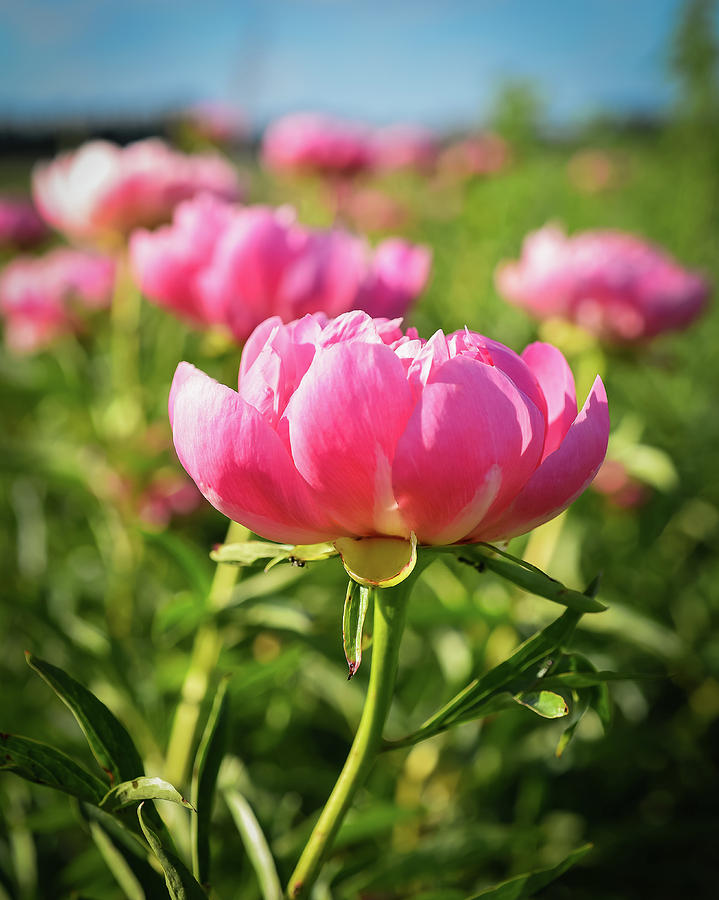 Field of Peonies Photograph by Betsy Armour - Fine Art America