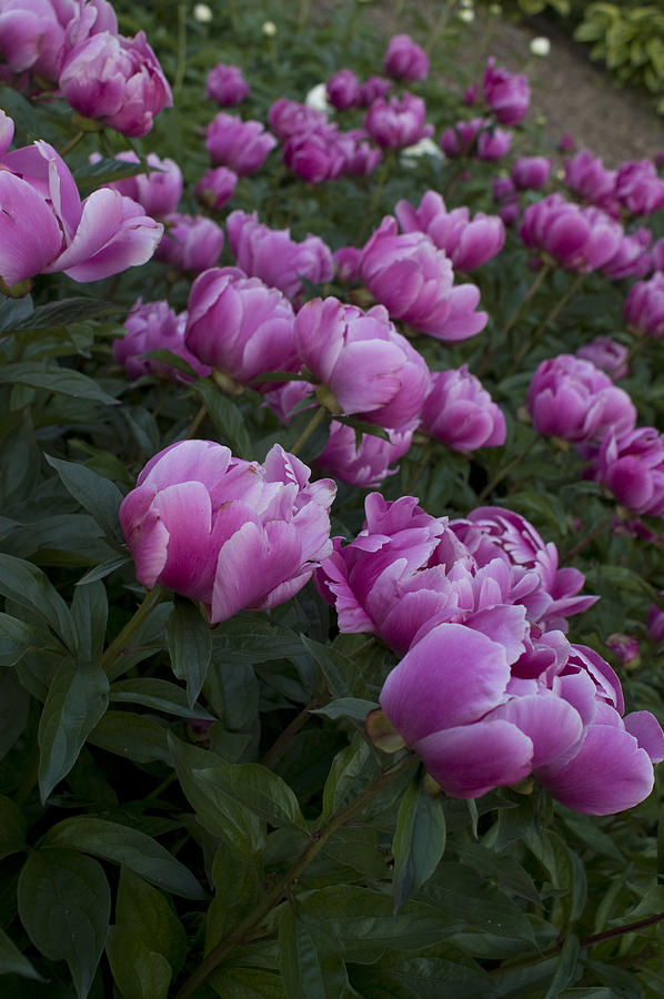 Field Of Peonies Photograph by Renee Skiba