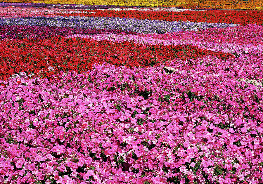 Field of Petunia Flowers Gilroy California Photograph by Kathy Anselmo