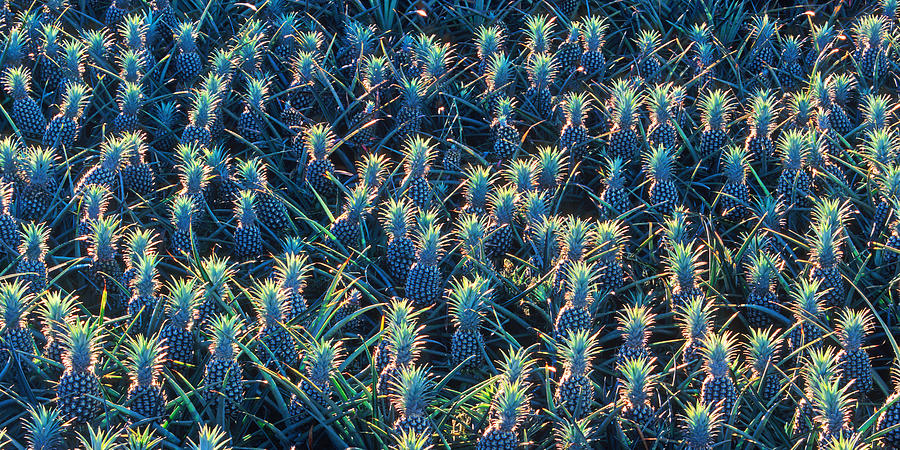 Field Of Pineapples Photograph by David Olsen