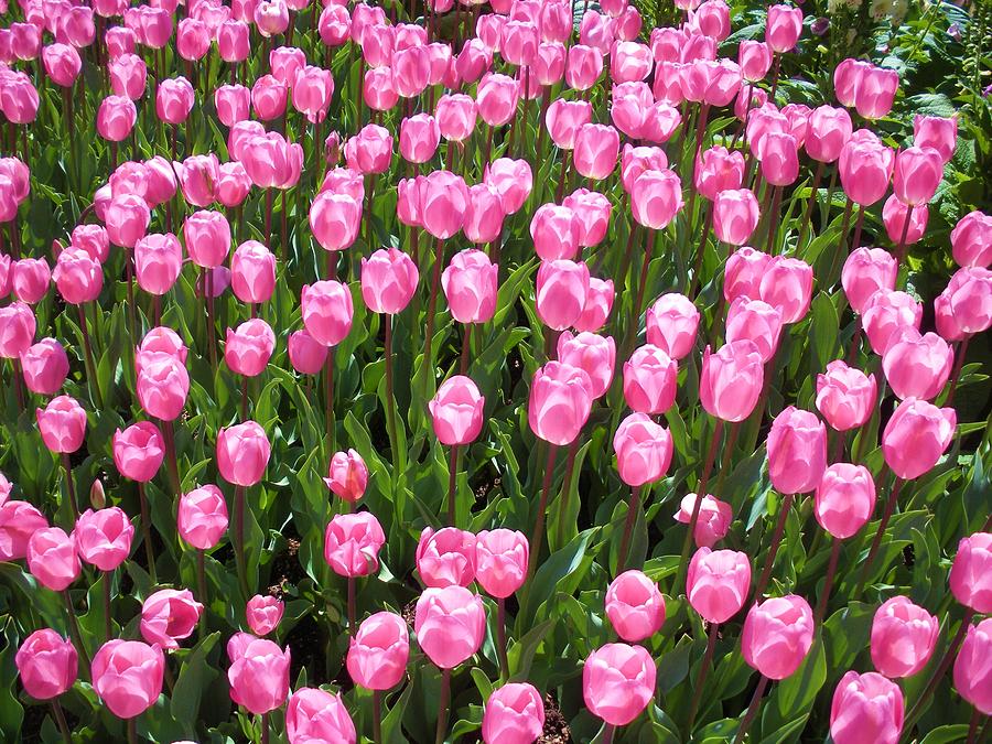 Field of Pink Photograph by Jeanette Oberholtzer