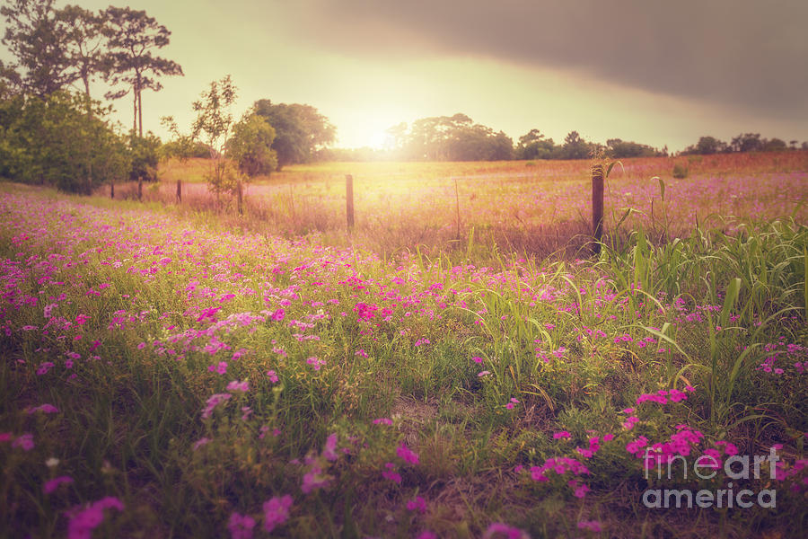 Field of Pink Photograph by Tim Wemple