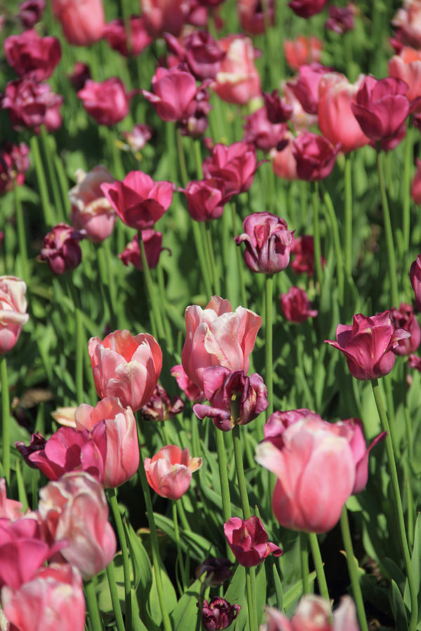 Field of Pink Tulips Photograph by Angela Murdock