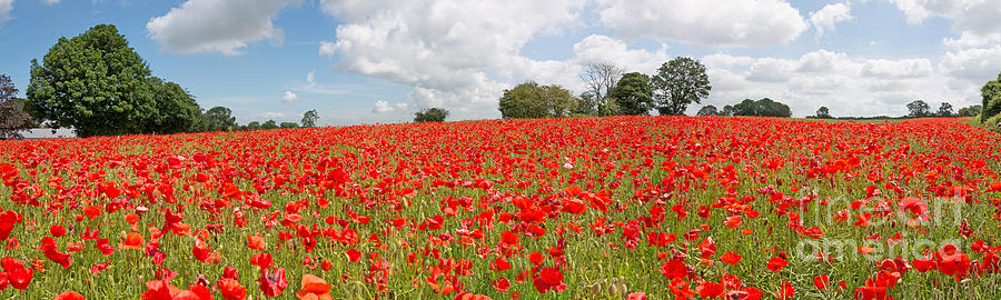 Field of poppies Photograph by Colin Rayner