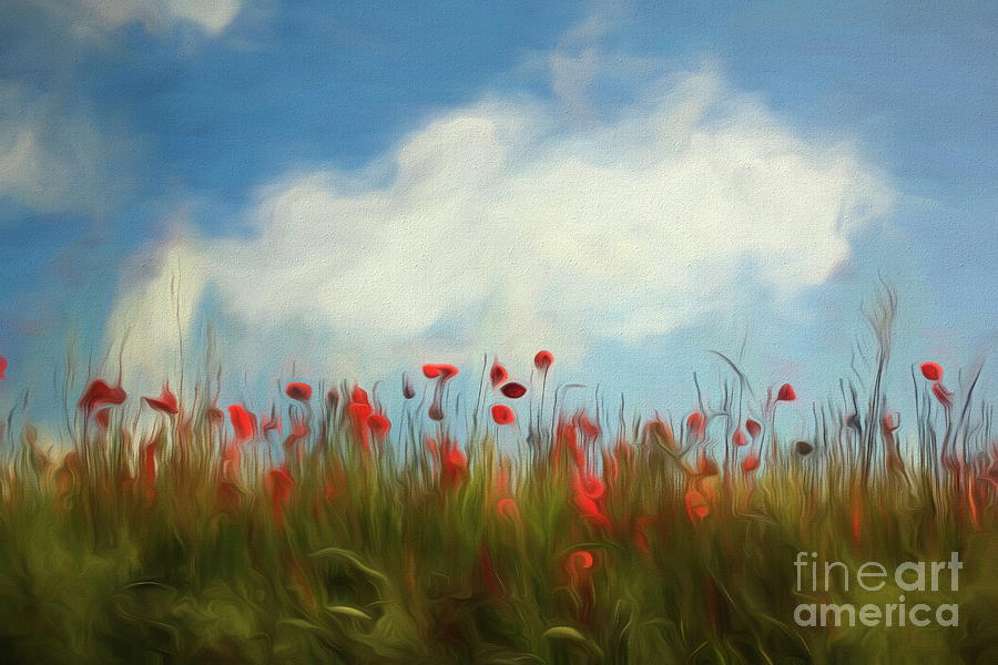 Field of poppies by Dominique Guillaume Field of poppies by Dominique Guillaume