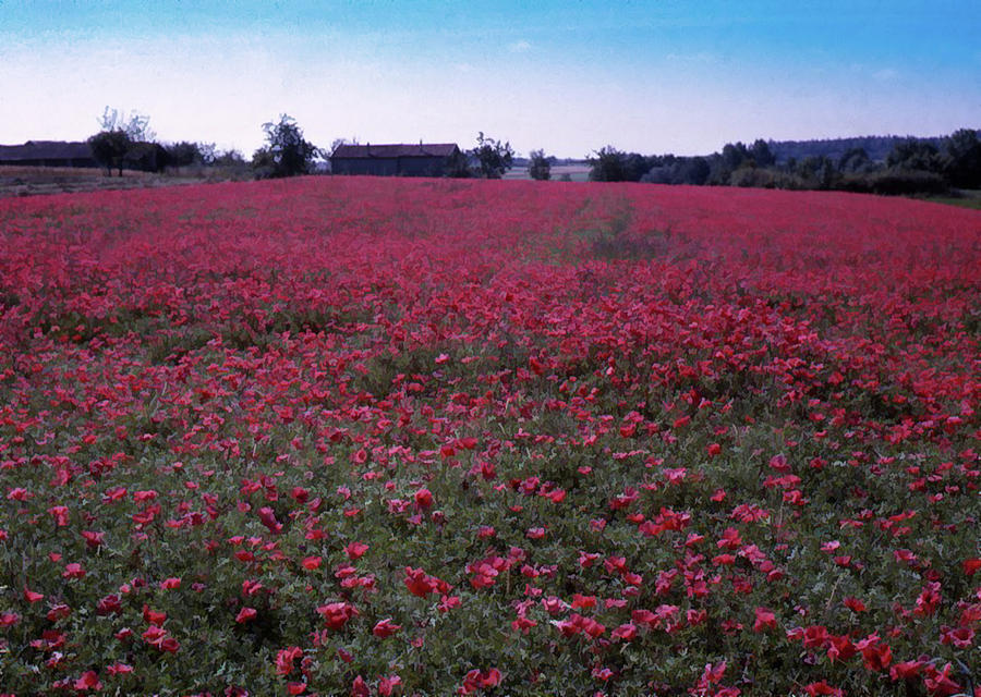 Field of Poppies, France Photograph by Richard Goldman