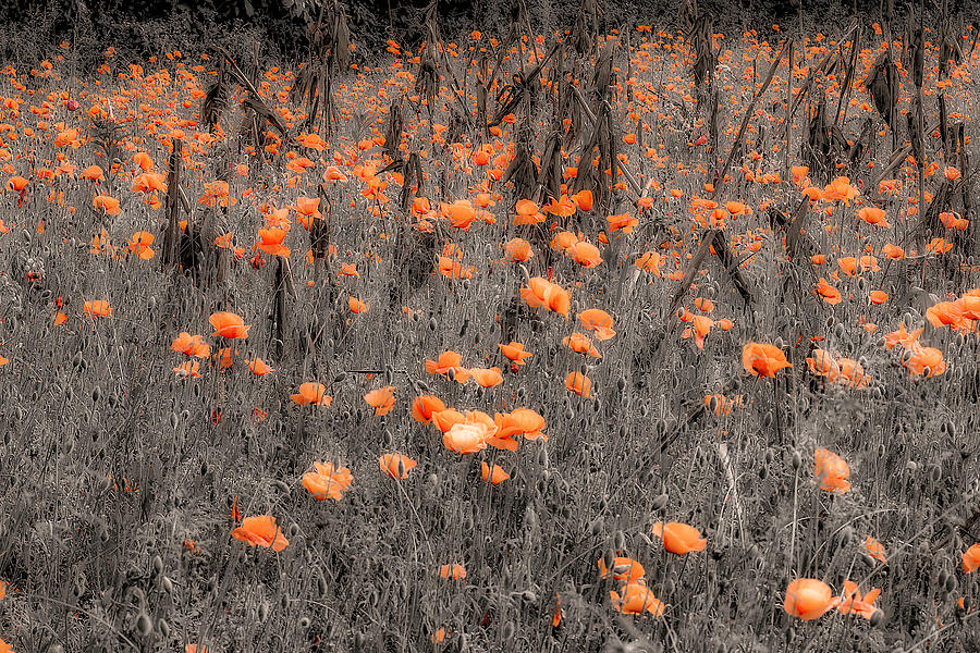 Field of poppies in black and white plus orange Photograph by Wolfgang Stocker