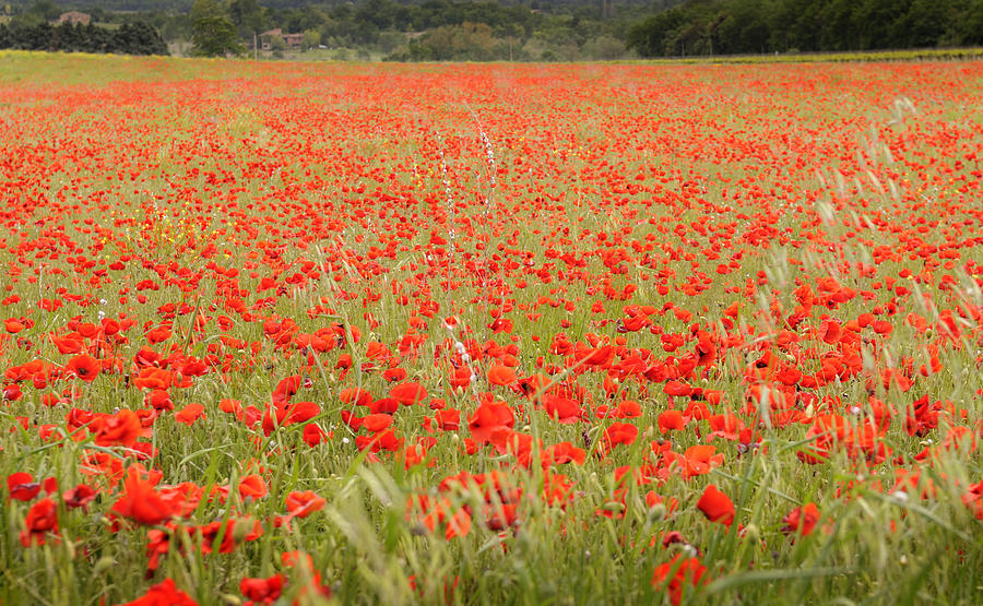 Field of Poppies Photograph by Kevin Oke