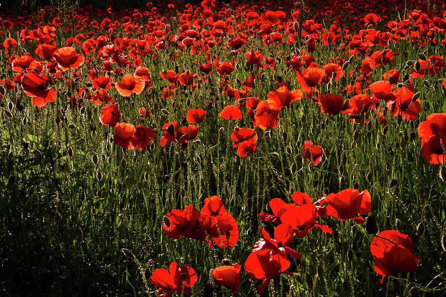 Field of Poppies Photograph by Roger Mullenhour
