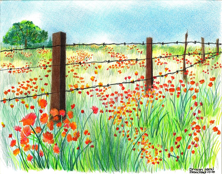 Poppy Drawing - Field of Poppies by Sharon Blanchard
