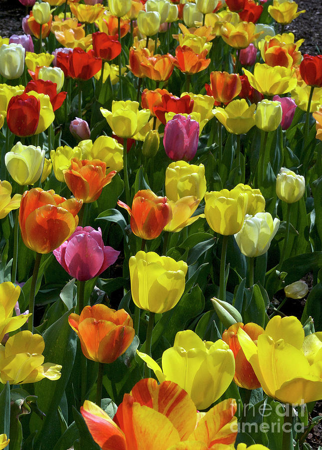 Field Of Posies Photograph by Skip Willits - Pixels