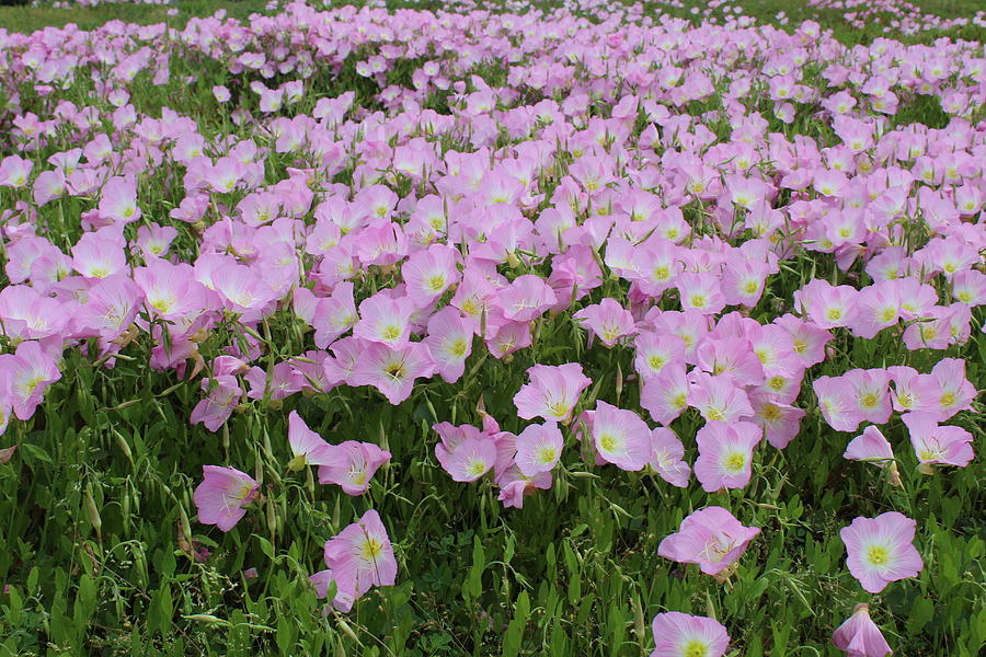 Flower Photograph - Field of Primrose by Cheryl Kostanesky