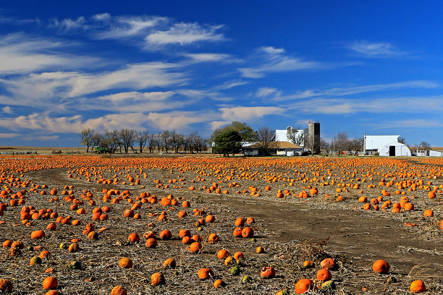 Field of Pumpkins Photograph by Christopher McKenzie