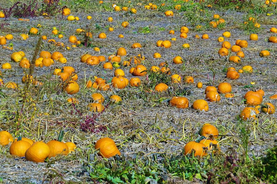 Field of Pumpkins Photograph by Jeanette Oberholtzer - Fine Art America