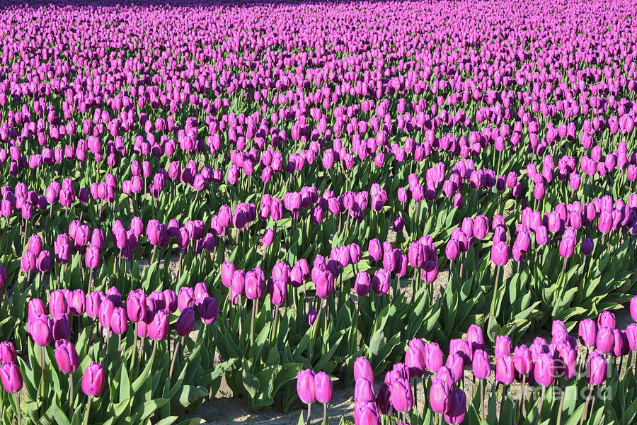 Field of Purple Flowers Photograph by Carol Groenen