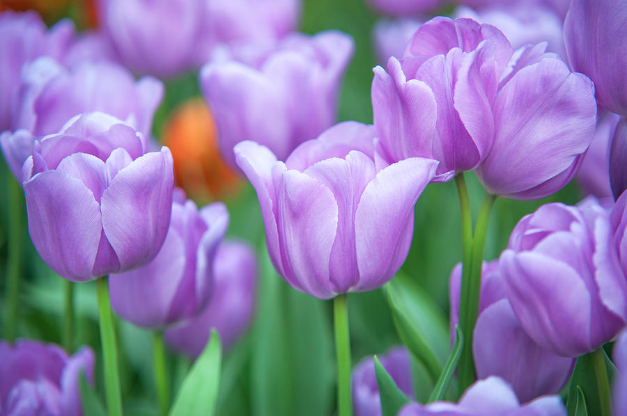 Field of Purple Tulips Photograph by Jenny Rainbow