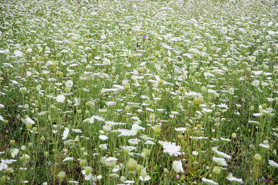 Field of Queen Annes Lace Photograph by Lise Winne