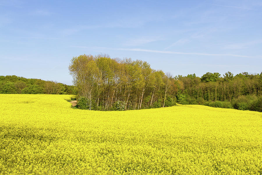 Field of Rape at Springtime Photograph by Paul MAURICE