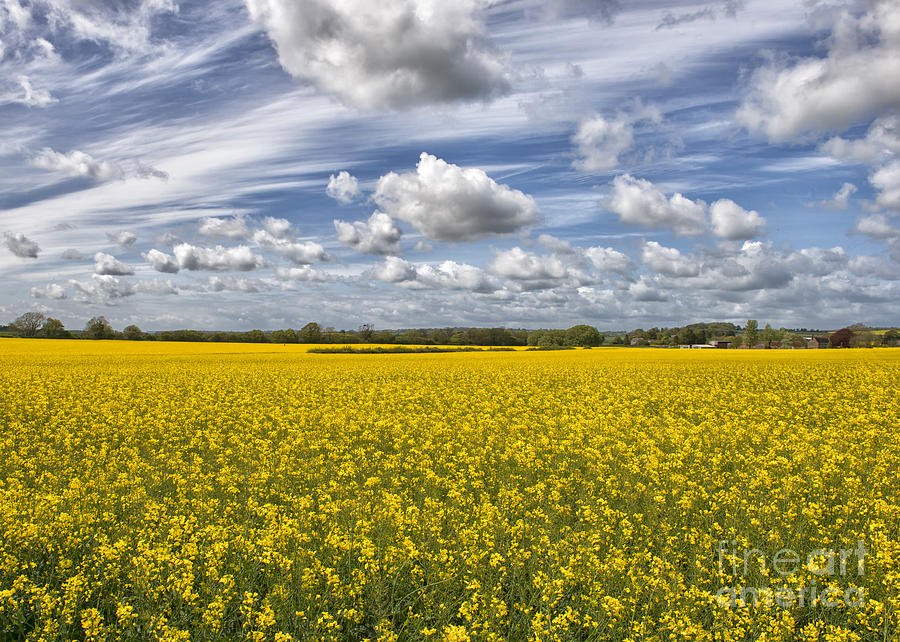 Field of Rapeseed near Bovington, UK Photograph by Ivan Batinic