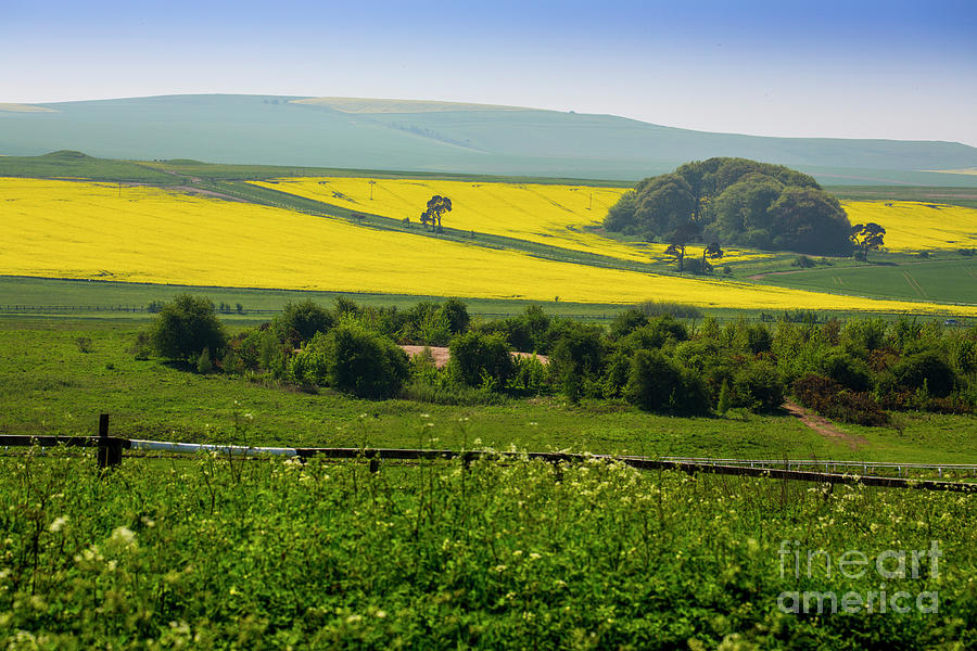 Field of rapeseed Photograph by Sheila Smart Fine Art Photography