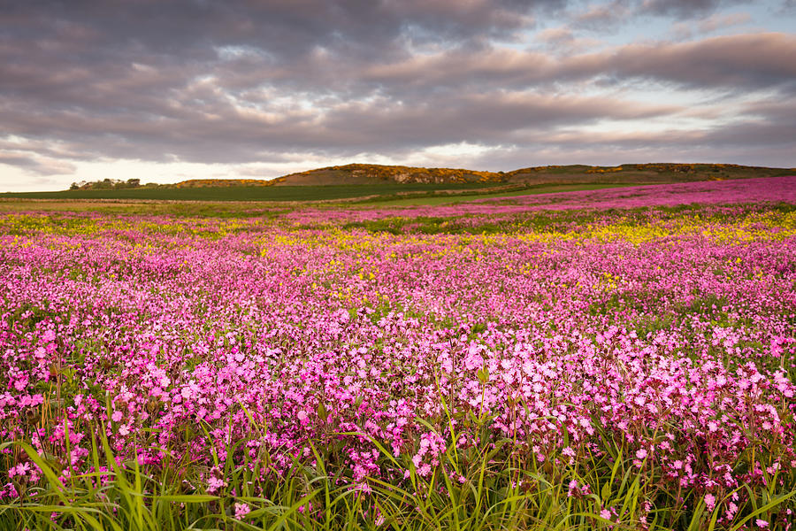 Field Of Red Campion Photograph By David Head 