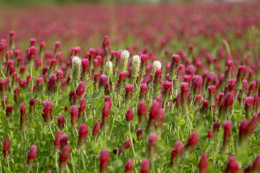 Field of Red Clover Photograph by Wolfgang Stocker