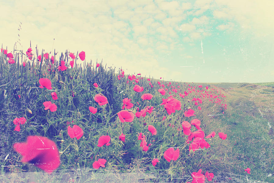 field of red poppies by Iuliia Malivanchuk Photograph