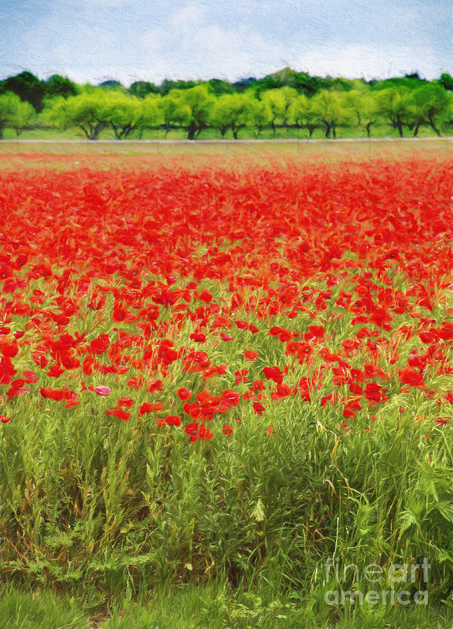 Poppy Photograph - Field of Red Poppies by Elena Nosyreva