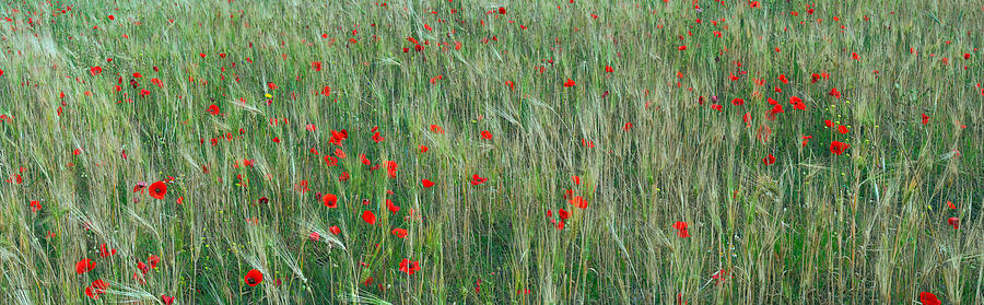 Field Of Red Poppies Panoramic Photograph 70 Degrees Photograph