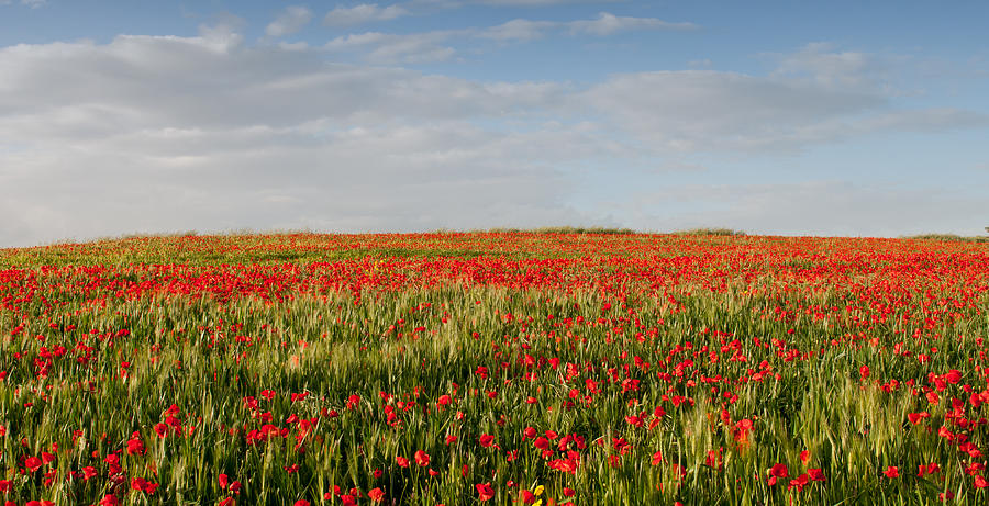 Field of red poppy anemones late in spring  Photograph by Michalakis Ppalis