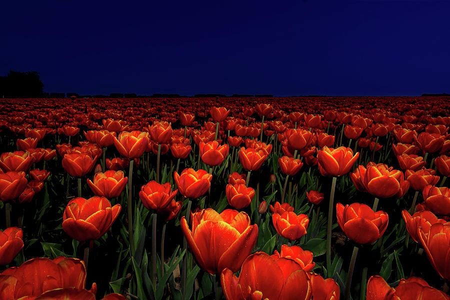 Field of Red Tulips Photograph by Henry Jager - Fine Art America