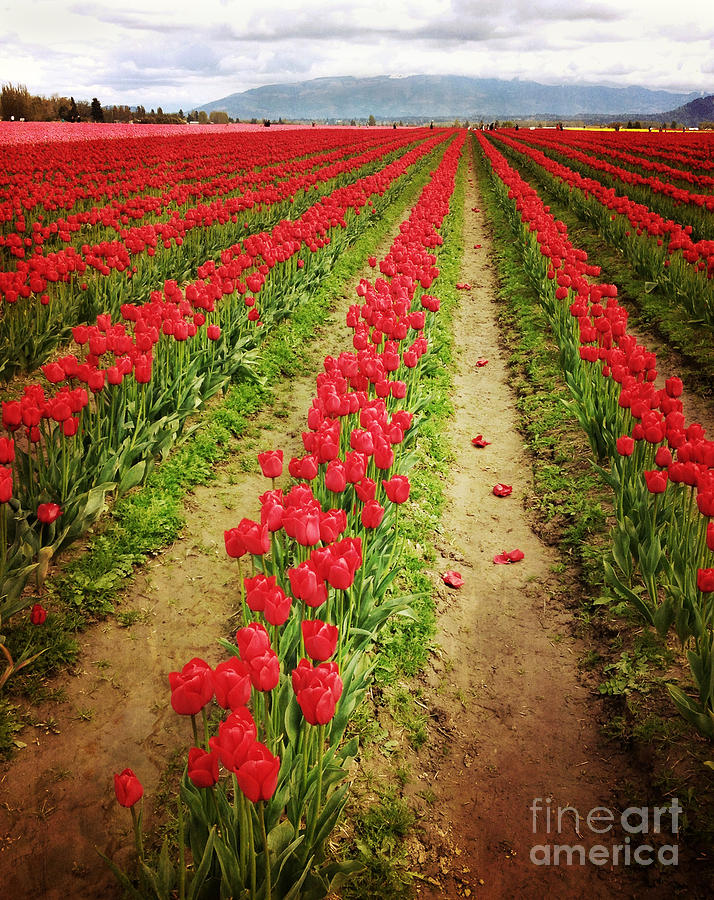 Field of Red Tulips with Drama Photograph by Maria Janicki