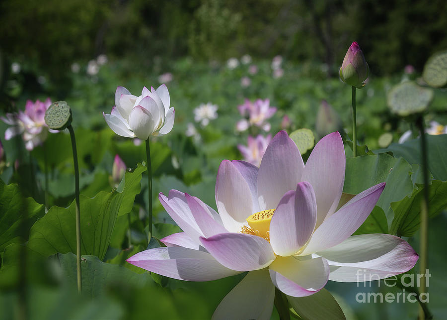 Field of Soft Lotuses I Photograph by Karen Jorstad